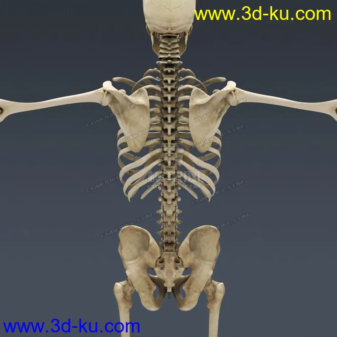 完整的人体器官   人体结构构造   人体   文件齐全模型的图片23