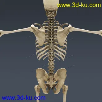 3D打印模型完整的人体器官   人体结构构造   人体   文件齐全的图片