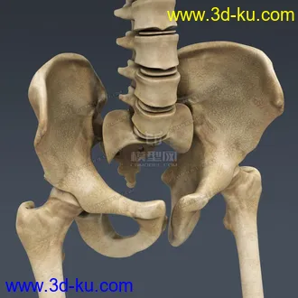 3D打印模型完整的人体器官   人体结构构造   人体   文件齐全的图片
