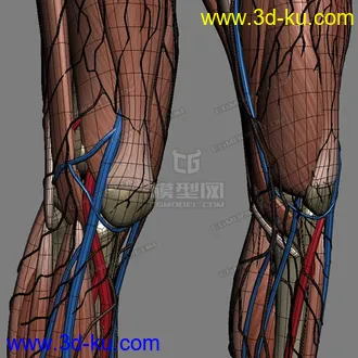 3D打印模型完整的人体器官   人体结构构造   人体   文件齐全的图片