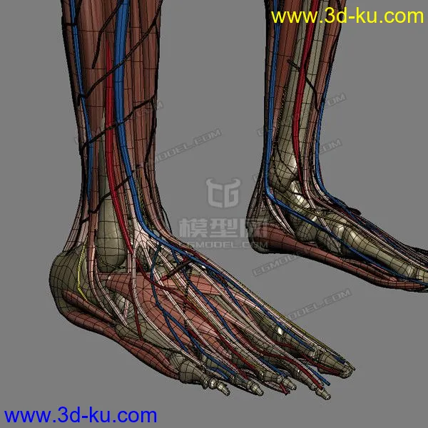 完整的人体器官   人体结构构造   人体   文件齐全模型的图片26