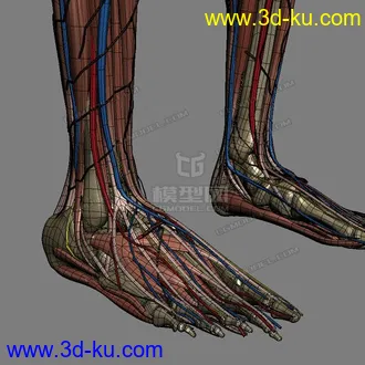 3D打印模型完整的人体器官   人体结构构造   人体   文件齐全的图片