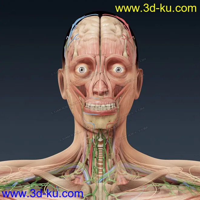 完整的人体器官   人体结构构造   人体   文件齐全模型的图片27