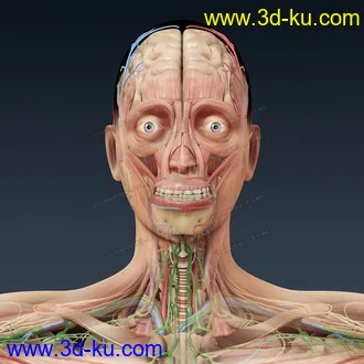 3D打印模型完整的人体器官   人体结构构造   人体   文件齐全的图片