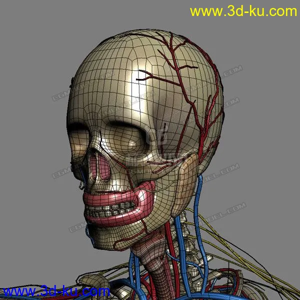 完整的人体器官   人体结构构造   人体   文件齐全模型的图片28