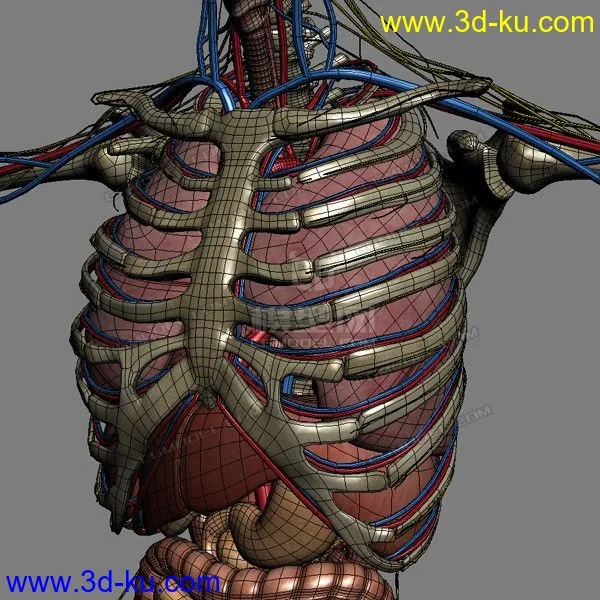 完整的人体器官   人体结构构造   人体   文件齐全模型的图片29
