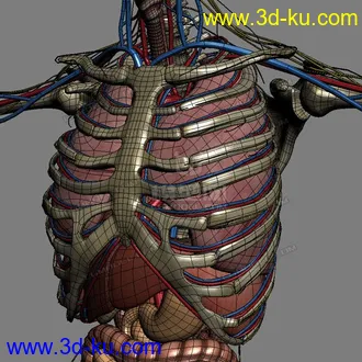 3D打印模型完整的人体器官   人体结构构造   人体   文件齐全的图片
