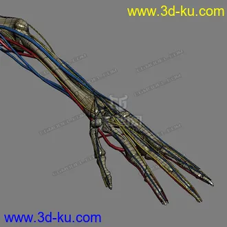 3D打印模型完整的人体器官   人体结构构造   人体   文件齐全的图片