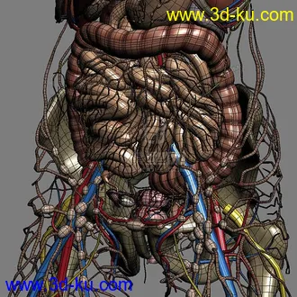 3D打印模型完整的人体器官   人体结构构造   人体   文件齐全的图片