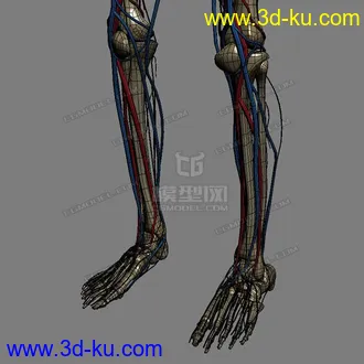 3D打印模型完整的人体器官   人体结构构造   人体   文件齐全的图片