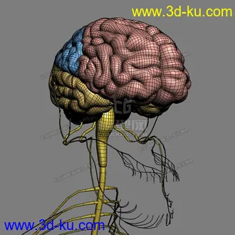 3D打印模型完整的人体器官   人体结构构造   人体   文件齐全的图片