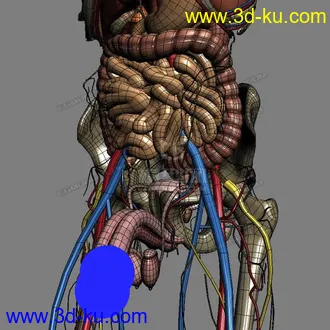 3D打印模型完整的人体器官   人体结构构造   人体   文件齐全的图片