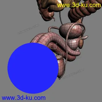 3D打印模型完整的人体器官   人体结构构造   人体   文件齐全的图片