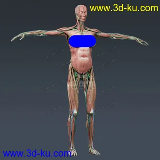 3D打印模型完整的人体器官   人体结构构造   人体   文件齐全的图片