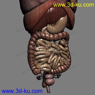 3D打印模型完整的人体器官   人体结构构造   人体   文件齐全的图片