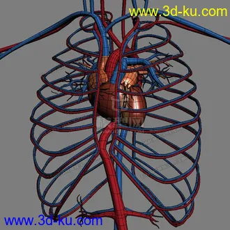3D打印模型完整的人体器官   人体结构构造   人体   文件齐全的图片