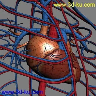 3D打印模型完整的人体器官   人体结构构造   人体   文件齐全的图片
