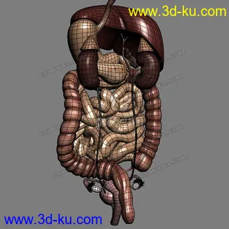 3D打印模型完整的人体器官   人体结构构造   人体   文件齐全的图片