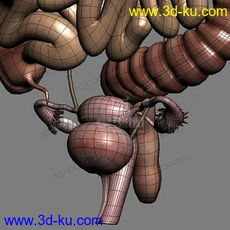 3D打印模型完整的人体器官   人体结构构造   人体   文件齐全的图片