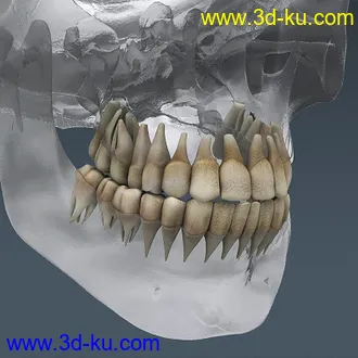 3D打印模型完整的人体器官   人体结构构造   人体   文件齐全的图片