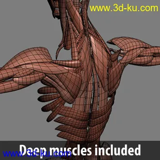 3D打印模型完整的人体器官   人体结构构造   人体   文件齐全的图片