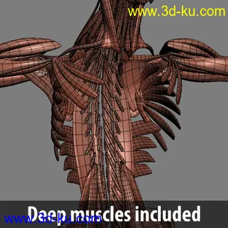 3D打印模型完整的人体器官   人体结构构造   人体   文件齐全的图片