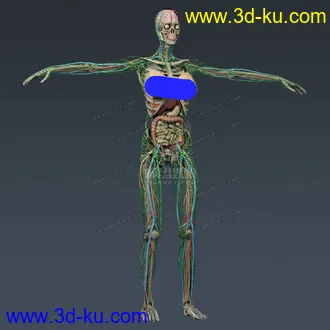 3D打印模型完整的人体器官   人体结构构造   人体   文件齐全的图片