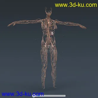 3D打印模型完整的人体器官   人体结构构造   人体   文件齐全的图片
