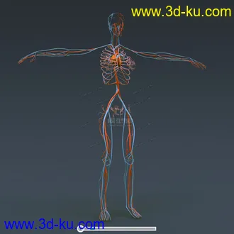 3D打印模型完整的人体器官   人体结构构造   人体   文件齐全的图片