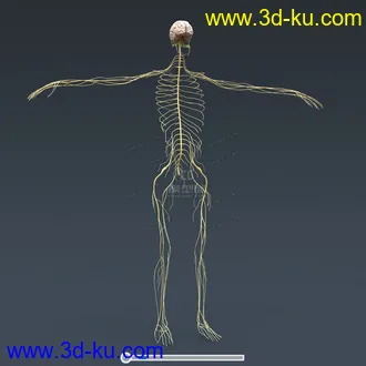 3D打印模型完整的人体器官   人体结构构造   人体   文件齐全的图片
