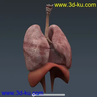 3D打印模型完整的人体器官   人体结构构造   人体   文件齐全的图片