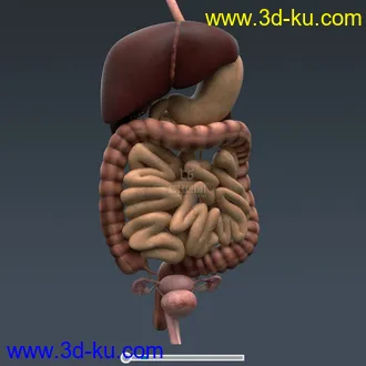 3D打印模型完整的人体器官   人体结构构造   人体   文件齐全的图片