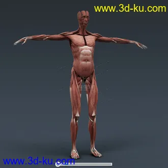3D打印模型完整的人体器官   人体结构构造   人体   文件齐全的图片