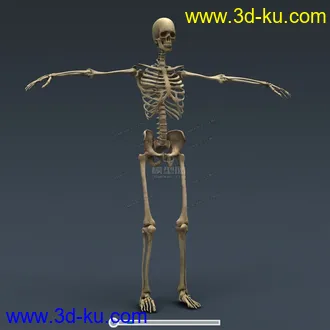 3D打印模型完整的人体器官   人体结构构造   人体   文件齐全的图片