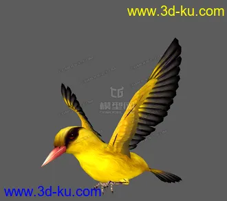 3D打印模型黄鹂分享给大家的图片