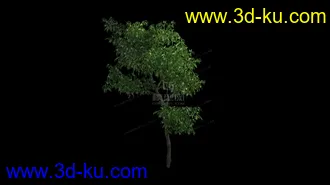 3D打印模型Orange_LOW的图片