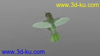 3D打印模型蜂鸟 hummingbird的图片