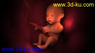 3D打印模型人类胎儿 医学胎儿 医疗动画 胚胎的图片