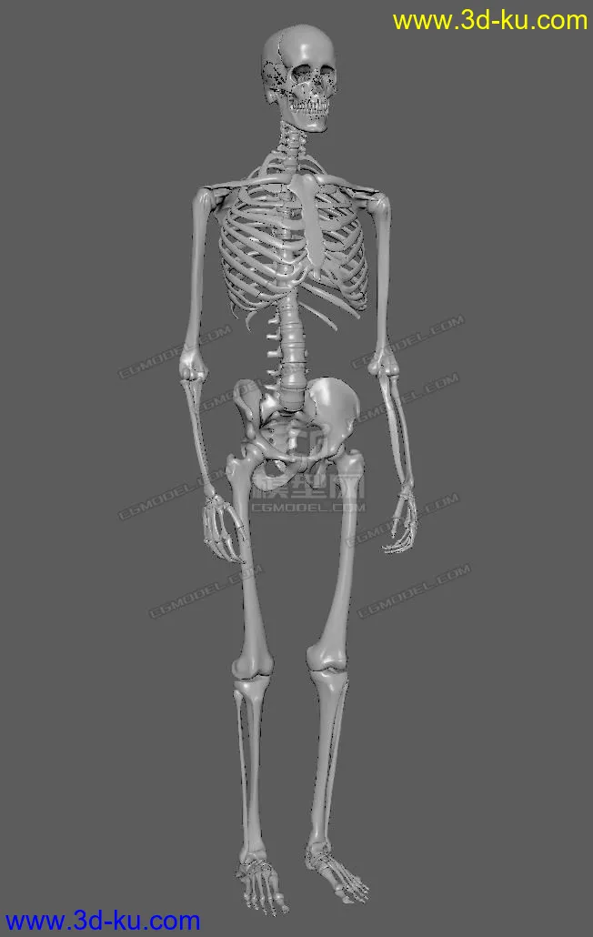 还不错的一套写实骨骼模型的图片1