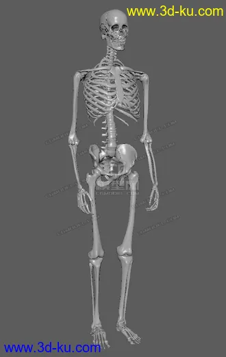 3D打印模型还不错的一套写实骨骼的图片