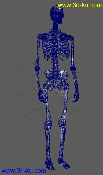 3D打印模型还不错的一套写实骨骼的图片