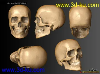 3D打印模型骷髅头.的图片