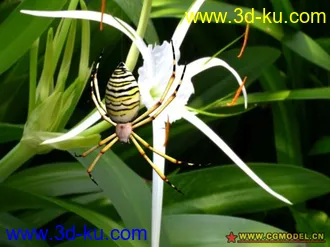 蜘蛛 模型  材质的图片