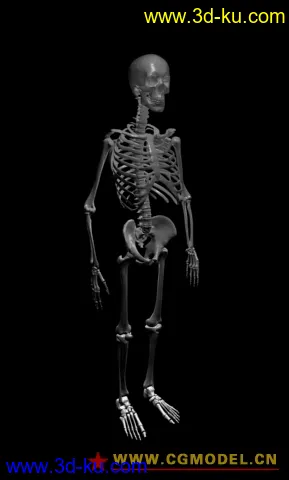 人体骨架高精度模型的图片1