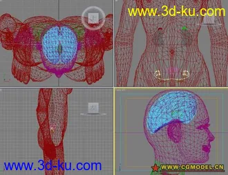 3D打印模型大脑A-三角区的图片