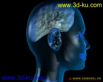 3D打印模型大脑A-三角区的图片