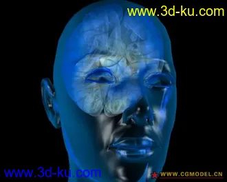3D打印模型大脑A-三角区的图片