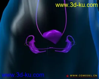 3D打印模型大脑A-三角区的图片