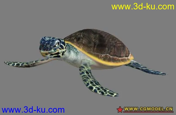 海龟模型＋贴图＋绑定的图片1