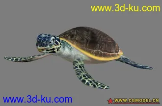 海龟模型＋贴图＋绑定的图片